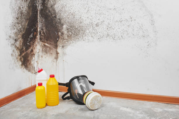 Best Residential Mold Removal  in Inman, KS