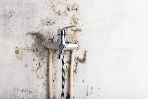 Best Certified Mold Removal  in Inman, KS
