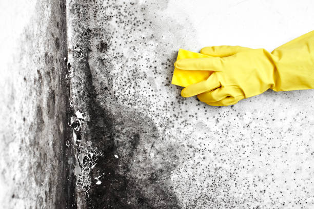 Best Mold Testing  in Inman, KS