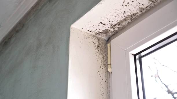 Best Home Mold Removal  in Inman, KS