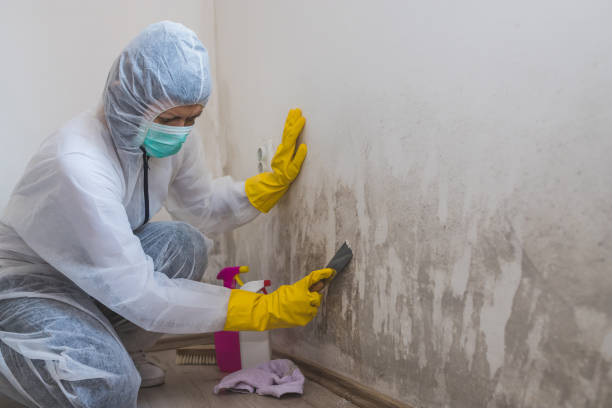 Certified Mold Removal in Inman, KS
