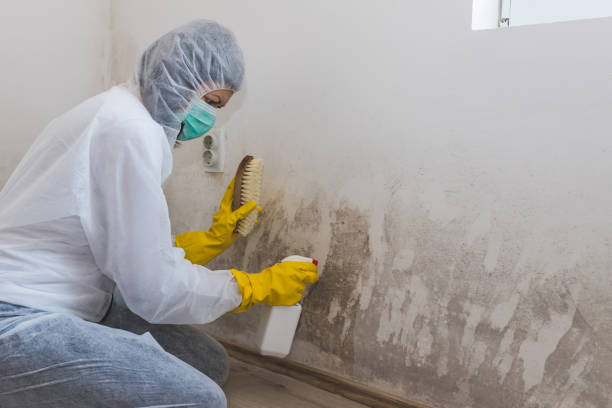 Best Mold Removal Company Near Me  in Inman, KS