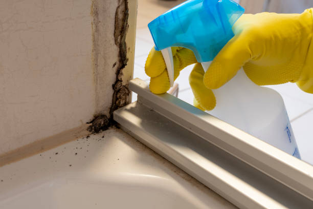 Best Certified Mold Removal  in Inman, KS