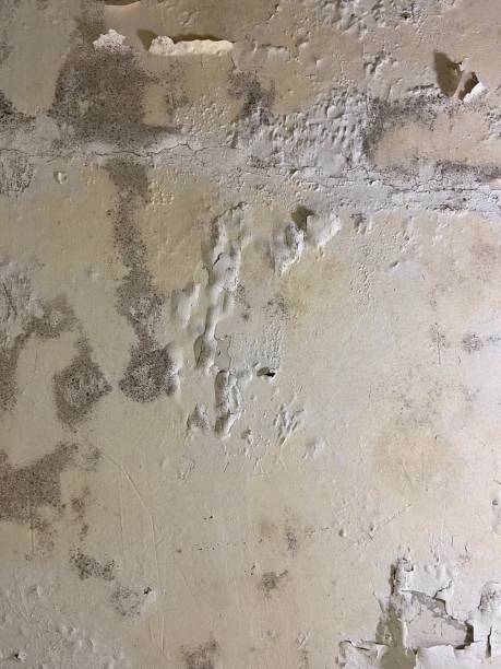 Best Emergency Mold Removal  in Inman, KS