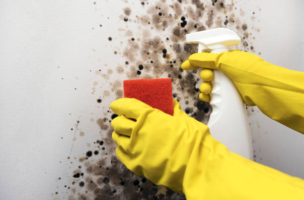 Best Mold Removal Company Near Me  in Inman, KS