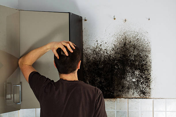 Best Local Mold Removal Service  in Inman, KS