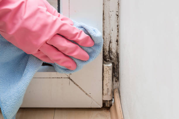 Best Best Mold Removal Companies  in Inman, KS